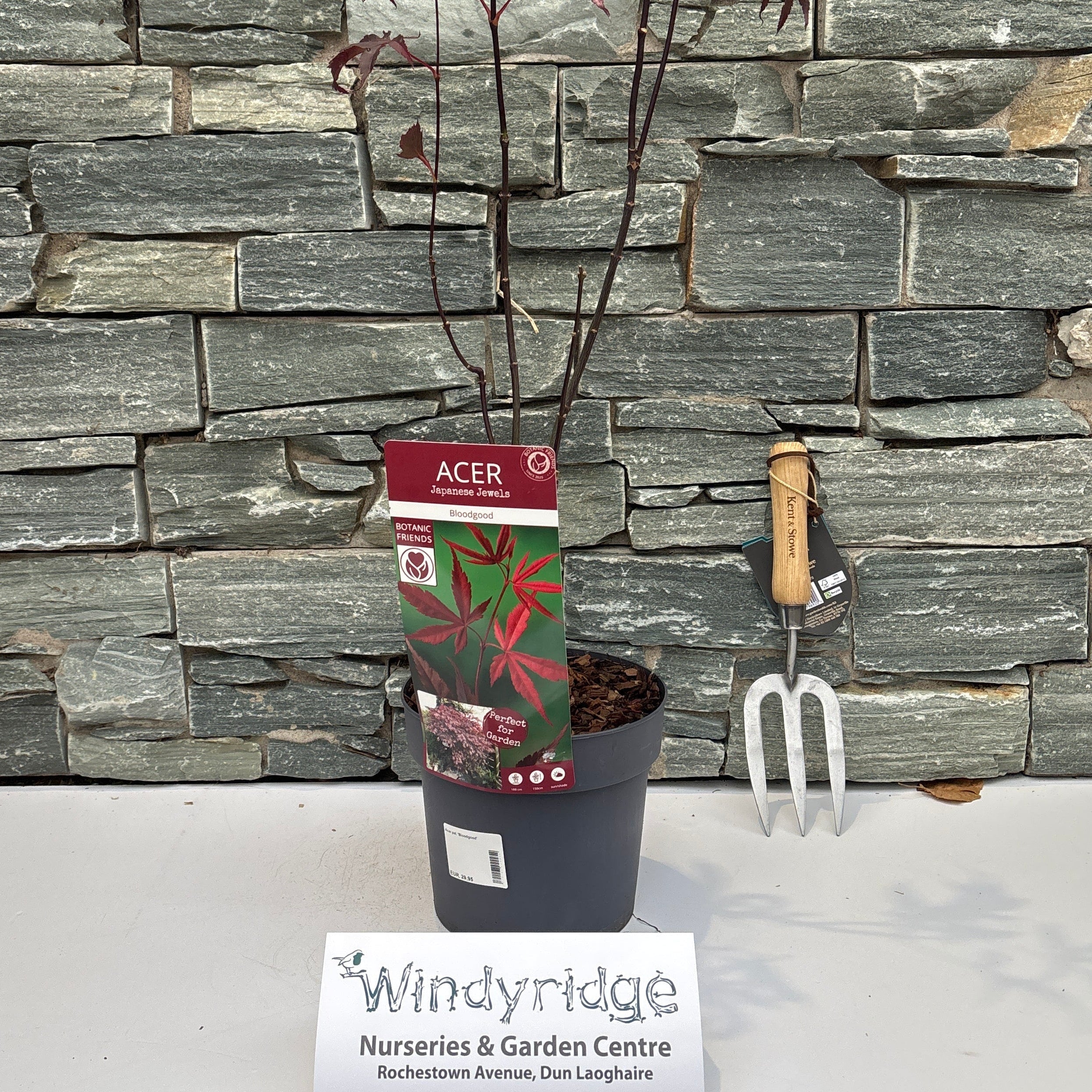 Acer pal. Bloodgood