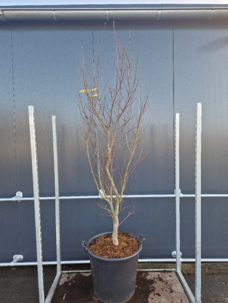 Acer pal. Bloodgood (150-175 cm 70L) - Image 2