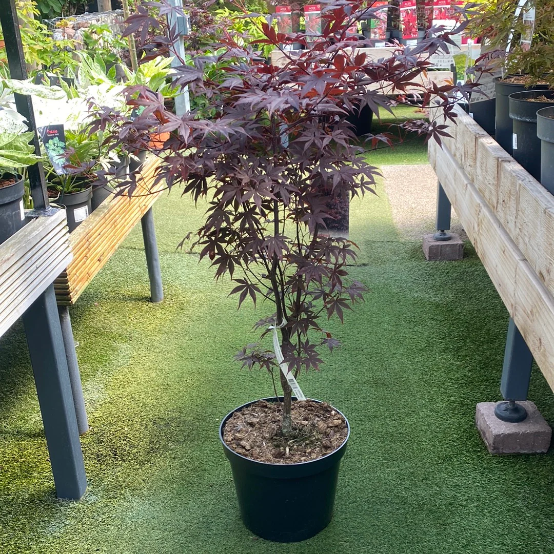 Acer palmatum 'Bloodgood' 80-100 CM C12 - Image 2