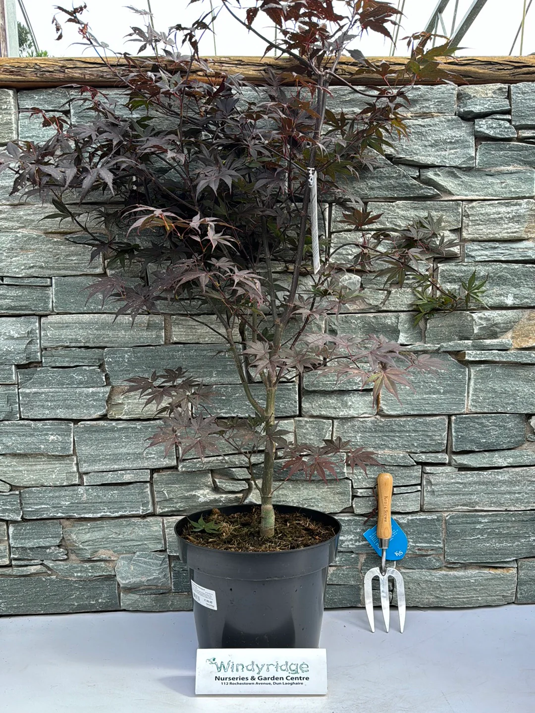 Acer palmatum 'Bloodgood' 80-100 CM C12 - Image 5
