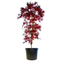 Acer pal. Bloodgood - Image 2