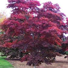 Acer pal. Bloodgood - Image 3