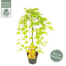Acer pal. Cascade Gold - Image 2