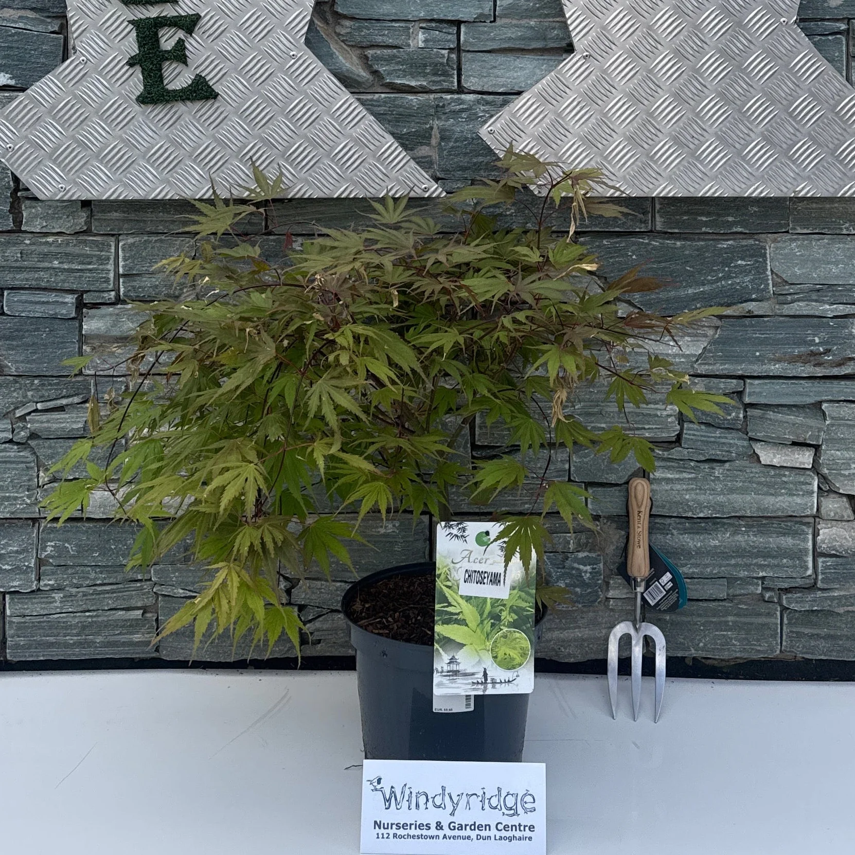 Acer pal. 'Chitoseyama'