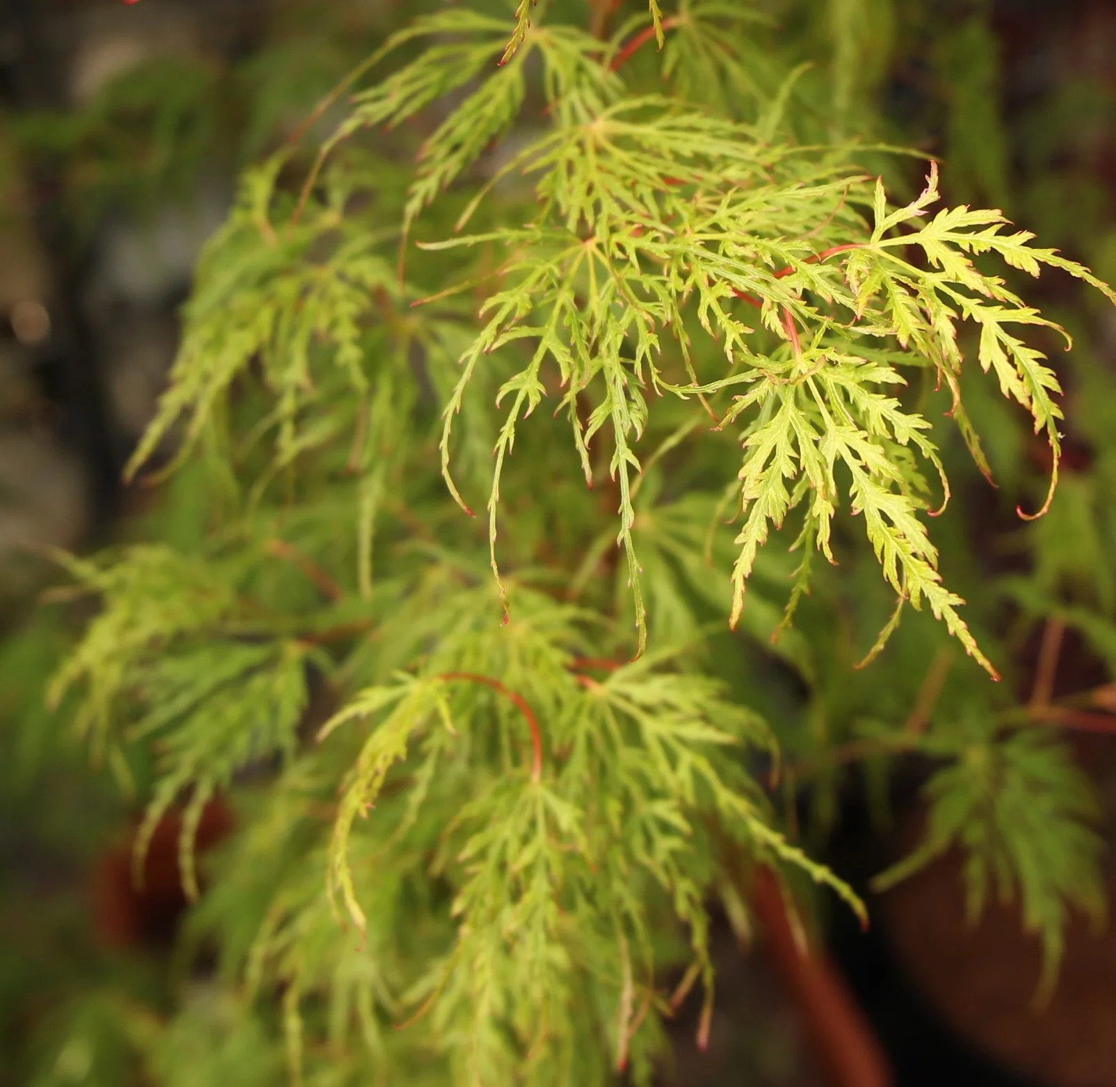 Acer pal. Dissectum