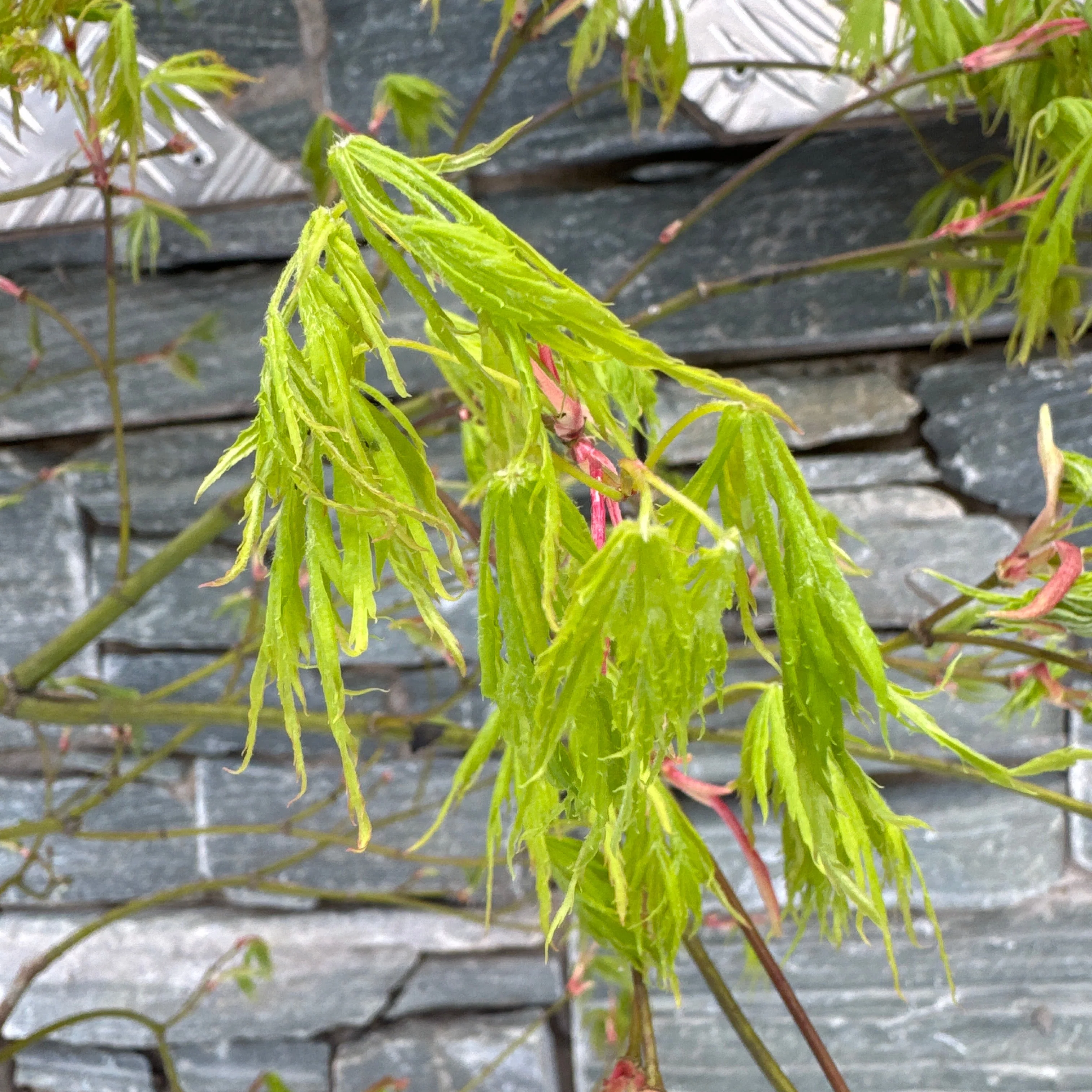 Acer pal. Dissectum - Image 2