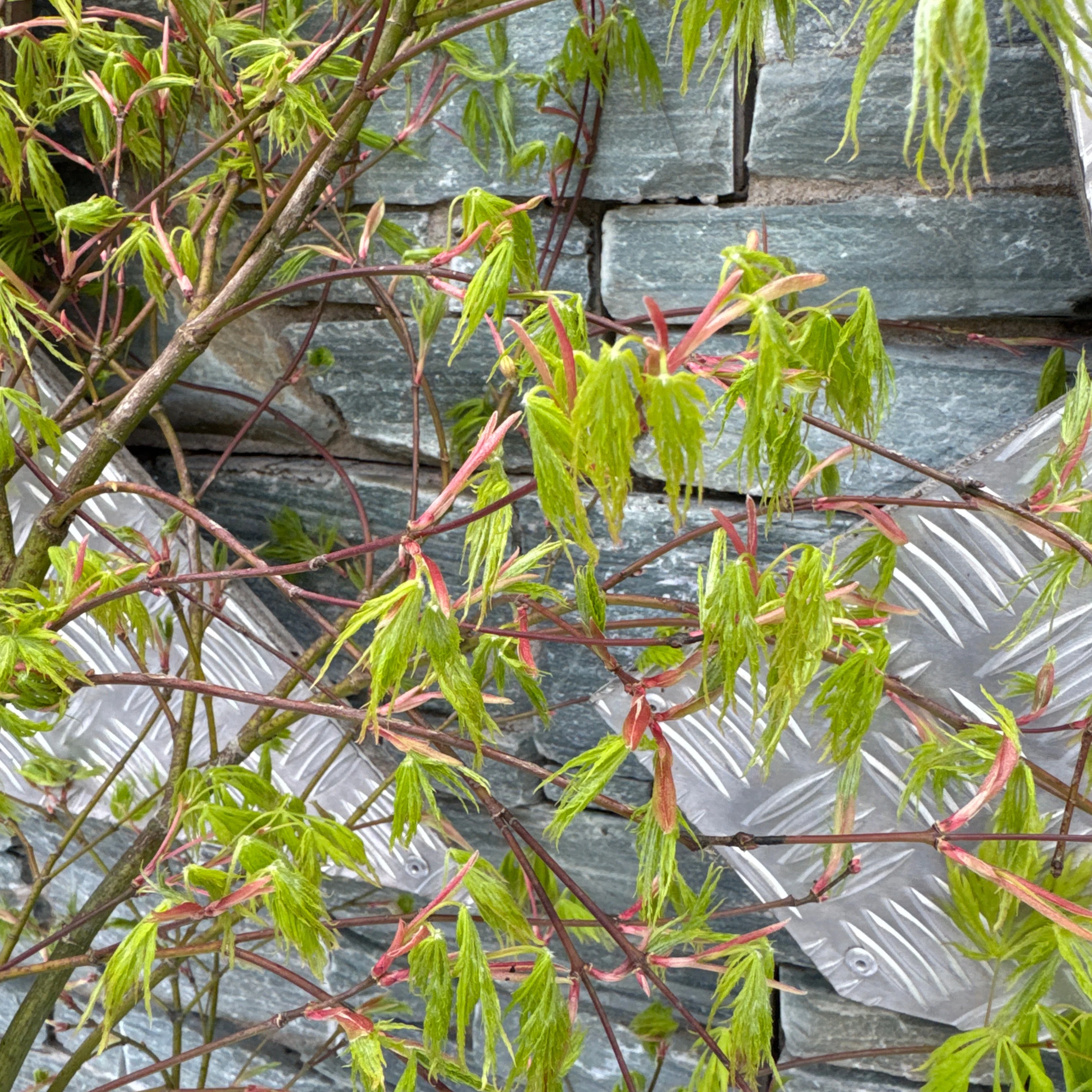 Acer pal. Dissectum - Image 3