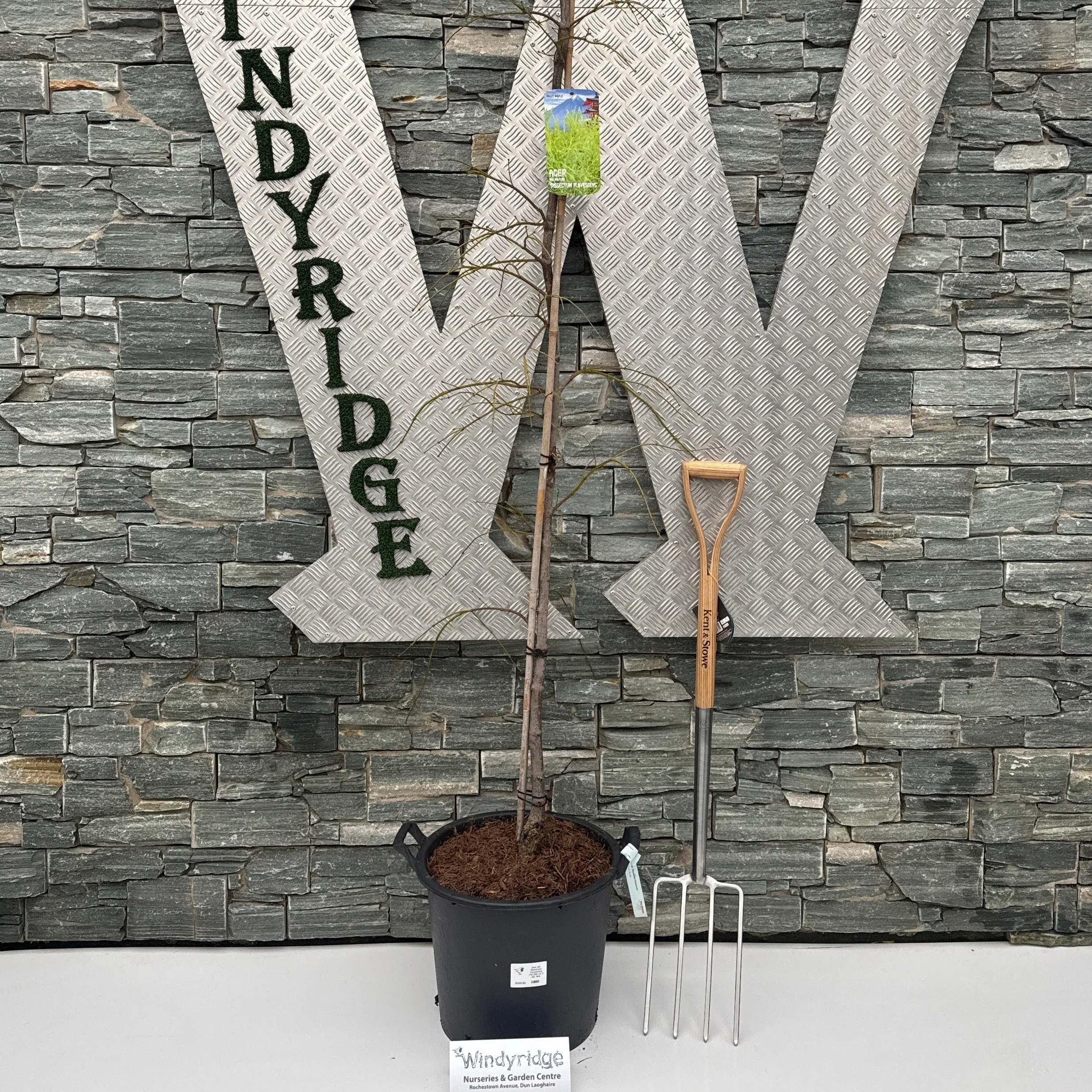 Acer pal. Dissectum Flavescens 175-200 cm C 30L fthd.
