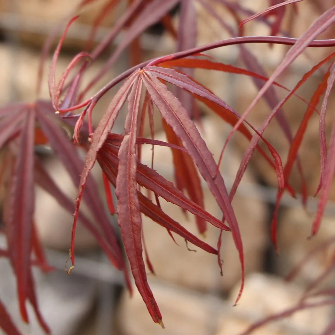 Acer pal. Enkan - Image 2