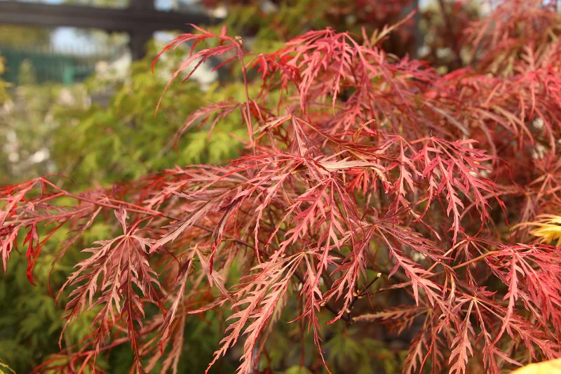 Acer pal. Garnet  60 to 70 CM