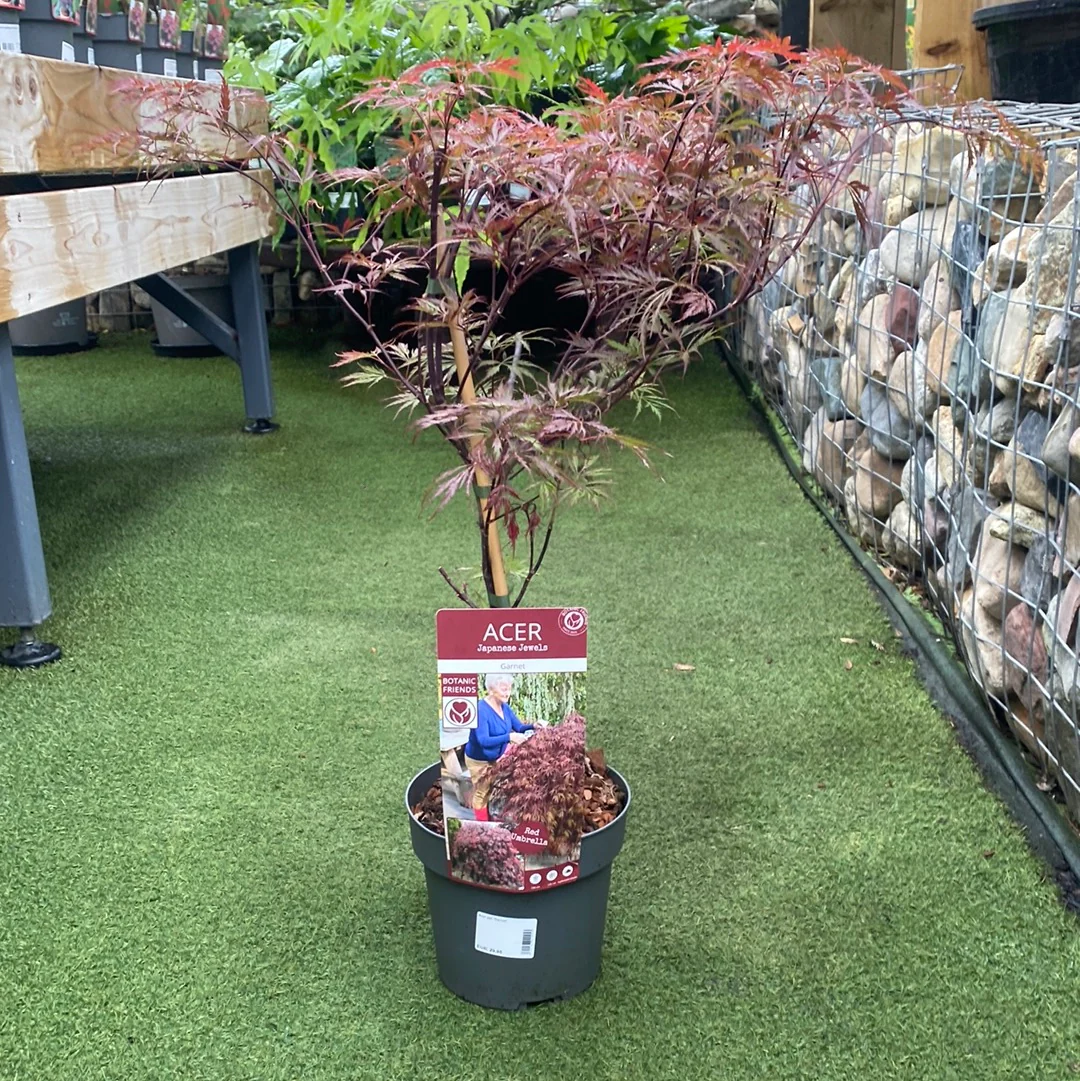 Acer pal. Garnet