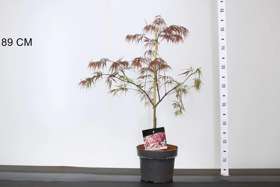 Acer pal. Garnet - Image 2