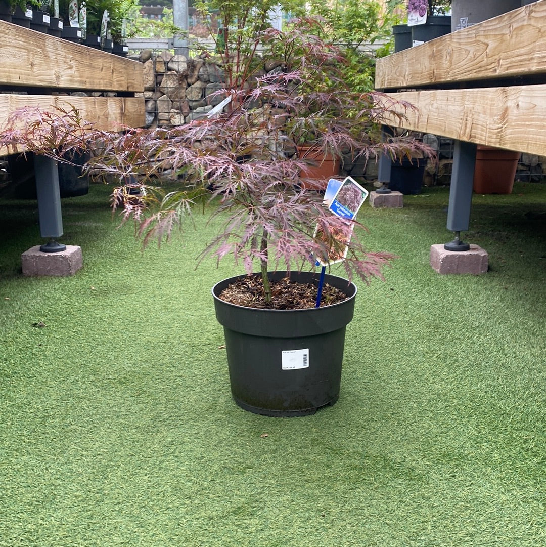 Acer pal. Garnet