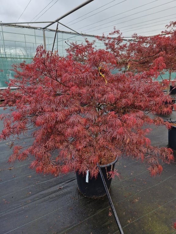 Acer pal. Garnet - Image 3