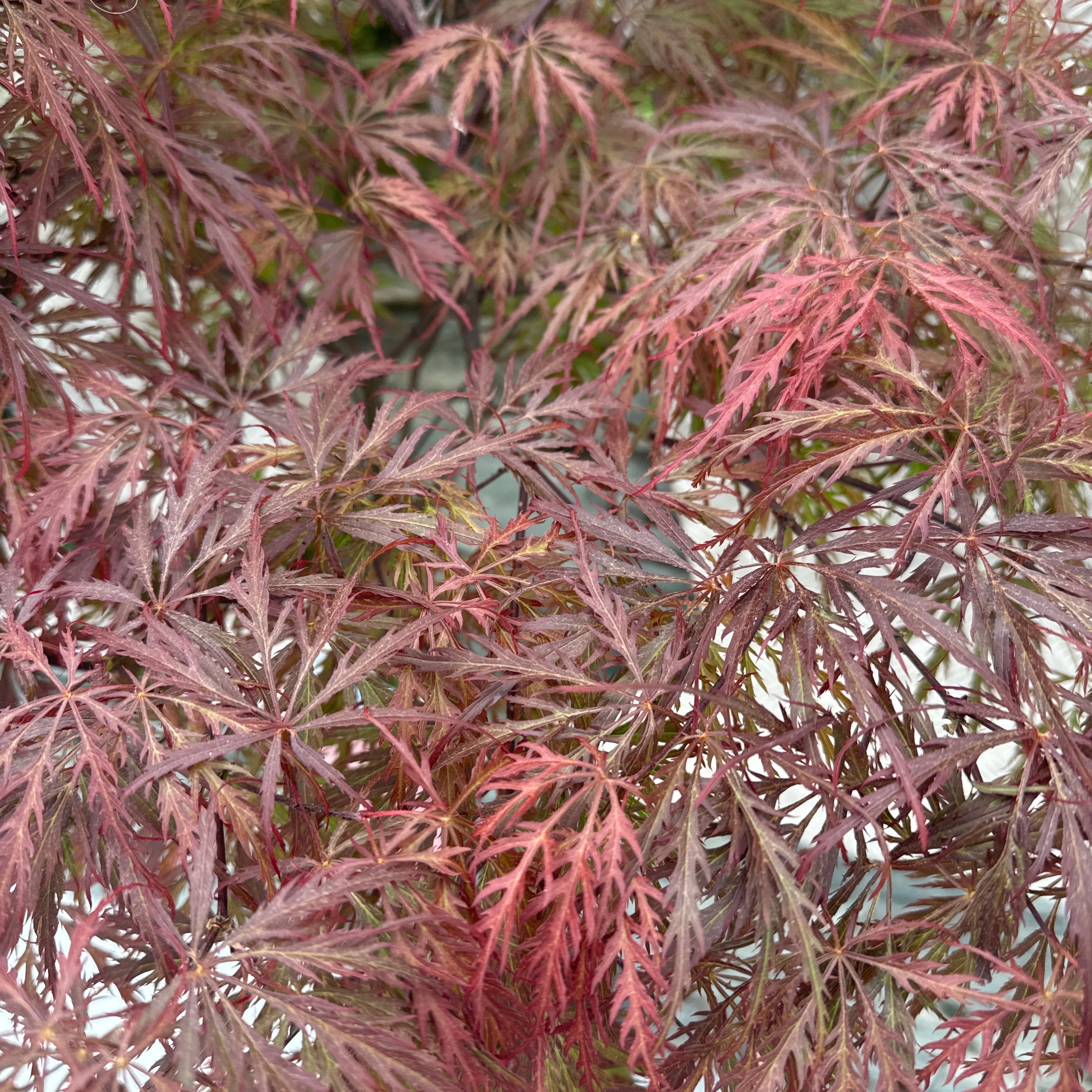 Acer pal. Garnet 90 cm st. Deco 18L. - Image 2