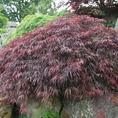 Acer pal. Inaba-shidare