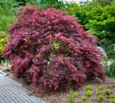 Acer pal. Inaba-shidare