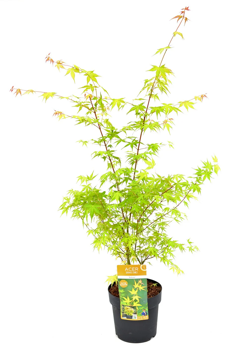 Acer pal. Katsura