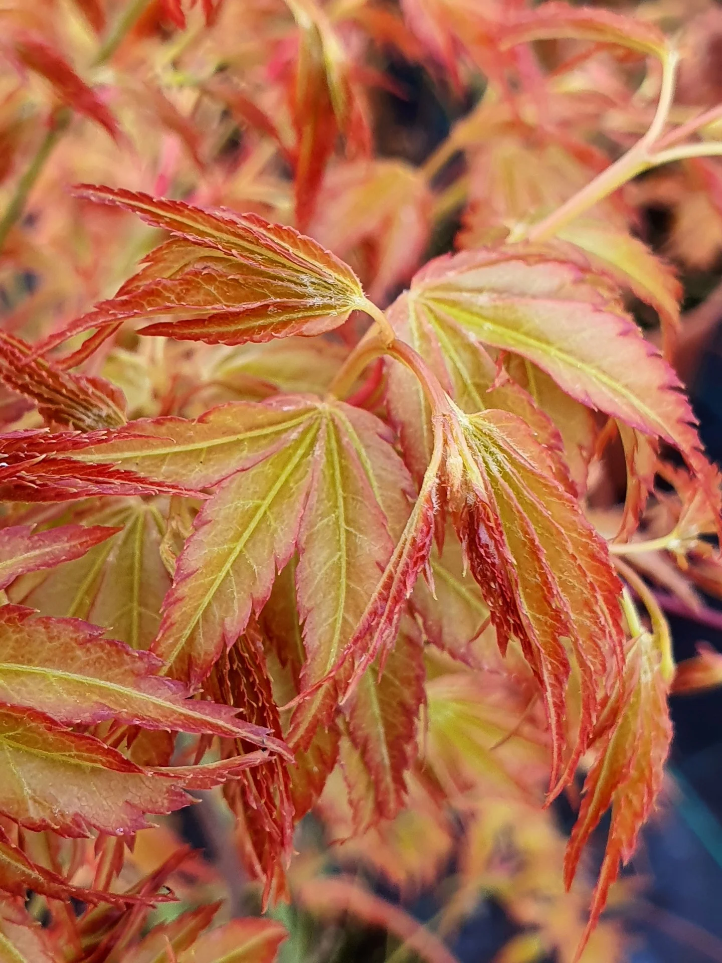 Acer pal. Katsura - Image 2