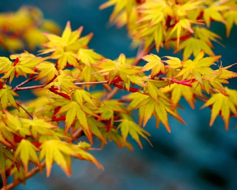Acer pal. Katsura - Image 2