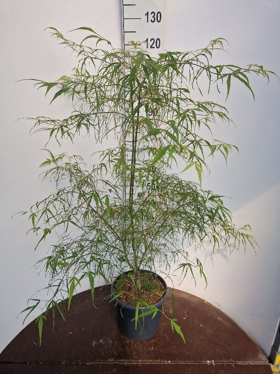 Acer pal. Koto-no-ito - Image 3