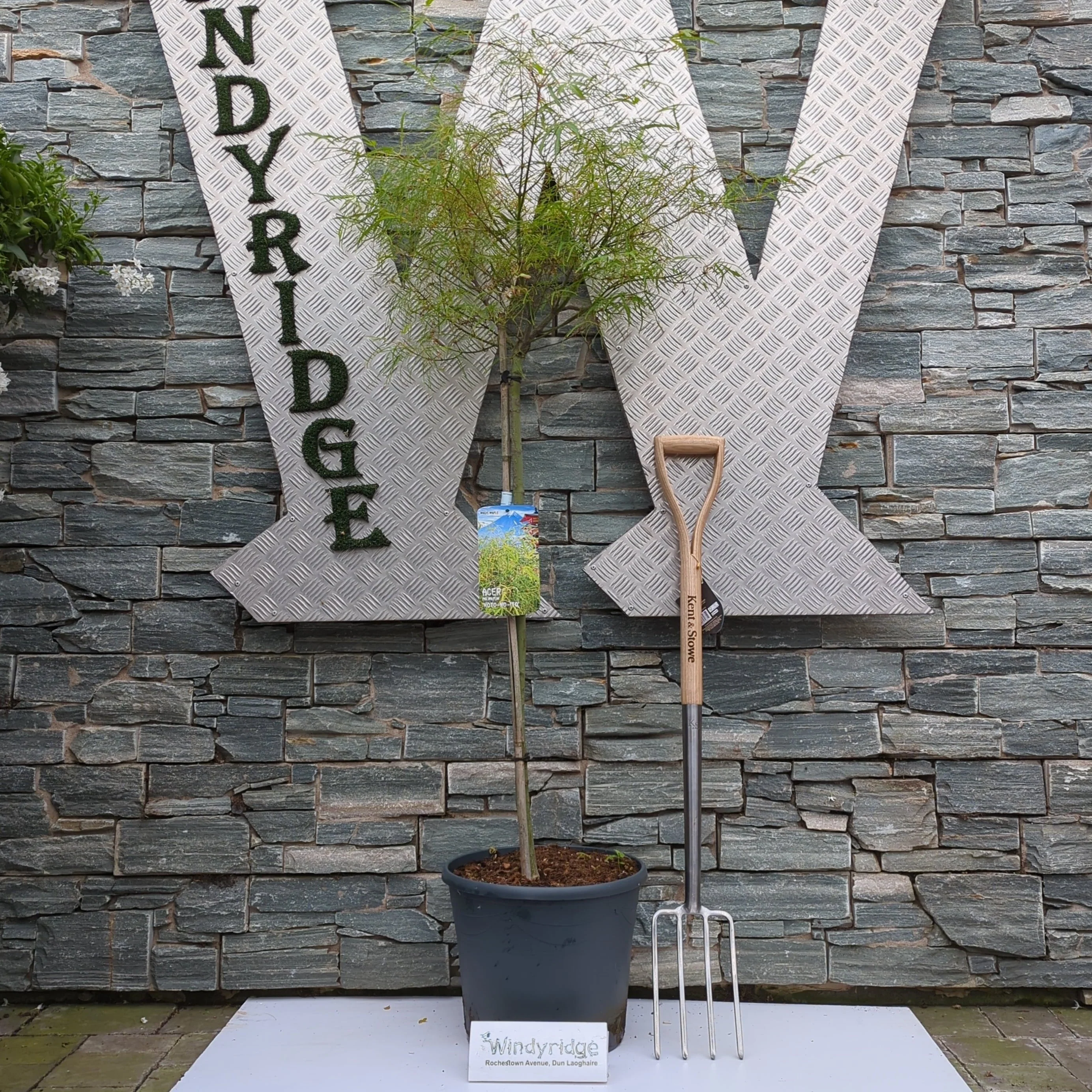 Acer pal. Koto-no-ito - Image 2