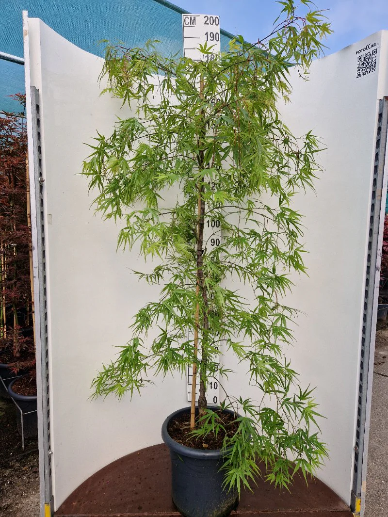 Acer pal. Linearilobum (150-175 cm 25L) - Image 2