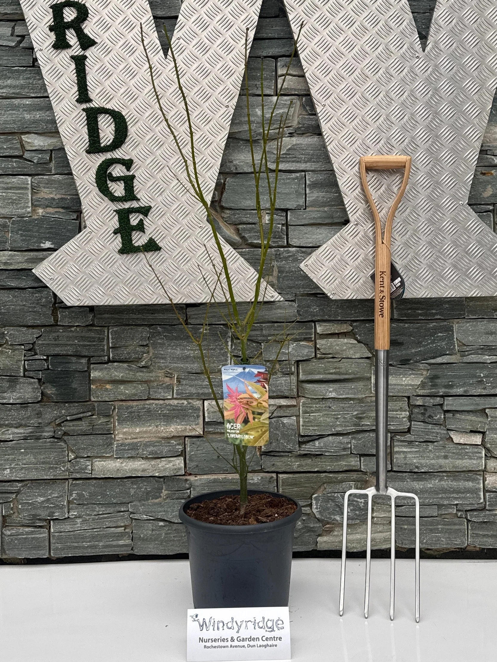 Acer pal. Linearilobum 80-100 cm Deco 15L. bush