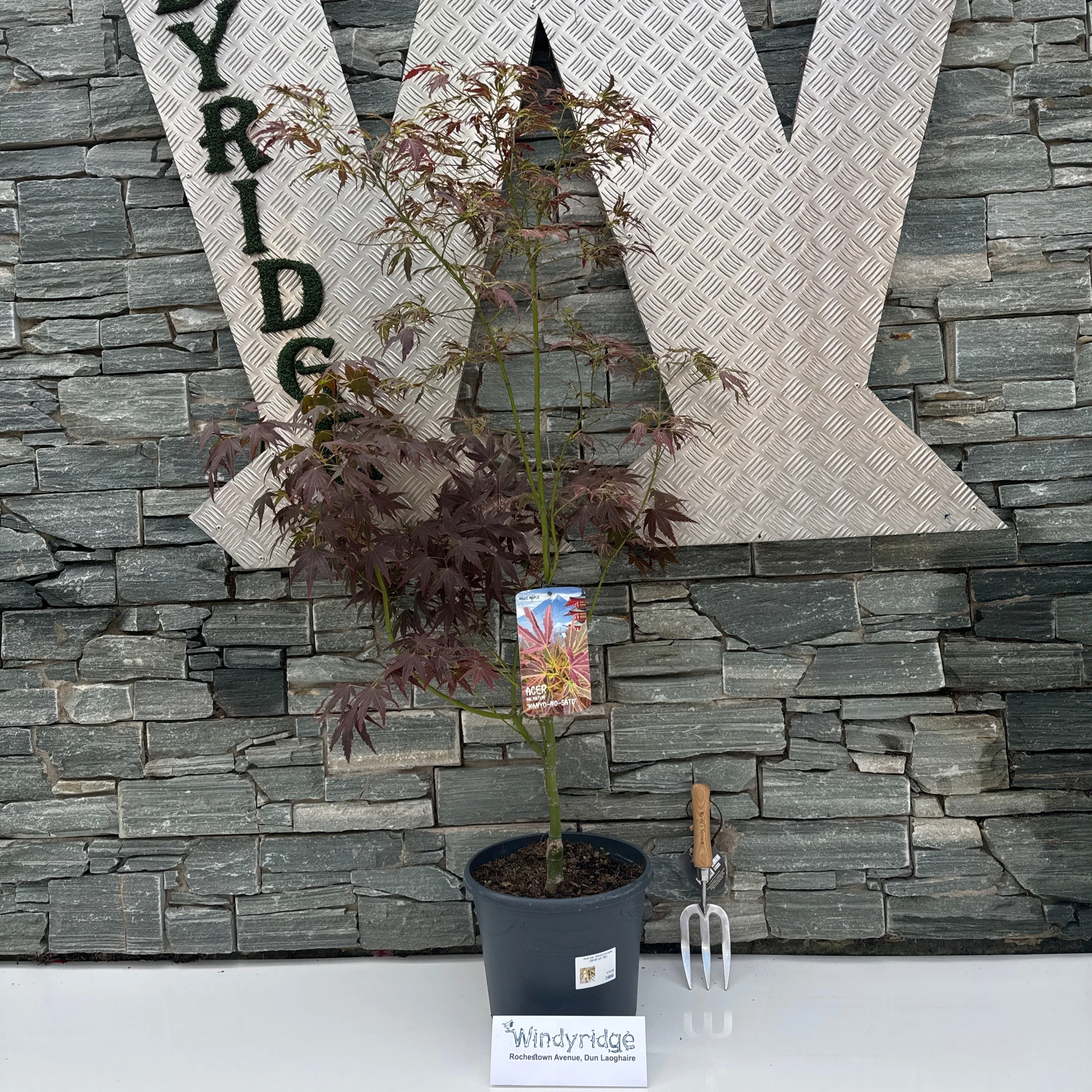 Acer pal. Manyû-no-sato (60-80 cm 10L)