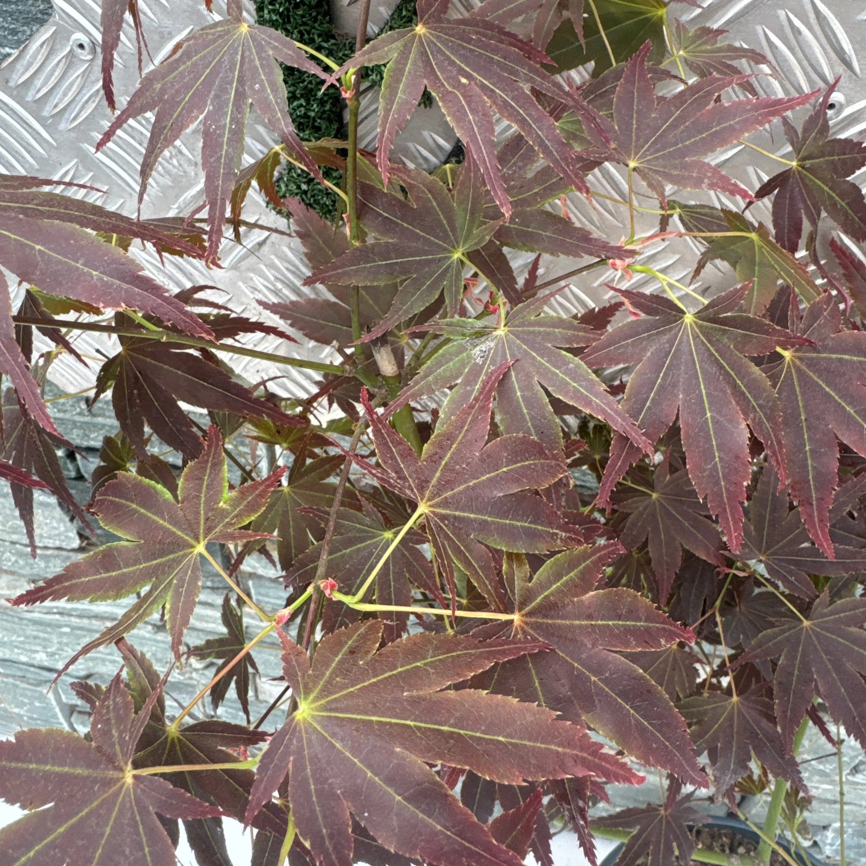 Acer pal. Manyû-no-sato (60-80 cm 10L) - Image 2