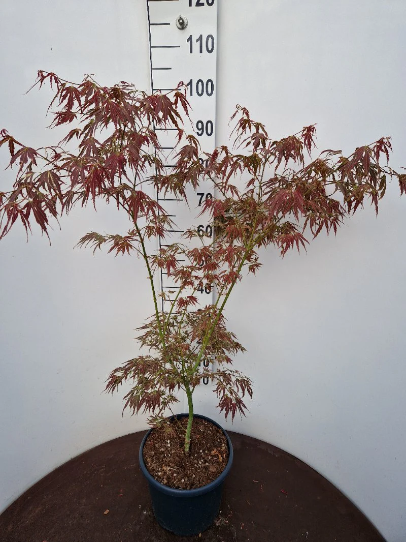 Acer pal. Manyû-no-sato (60-80 cm 10L) - Image 4