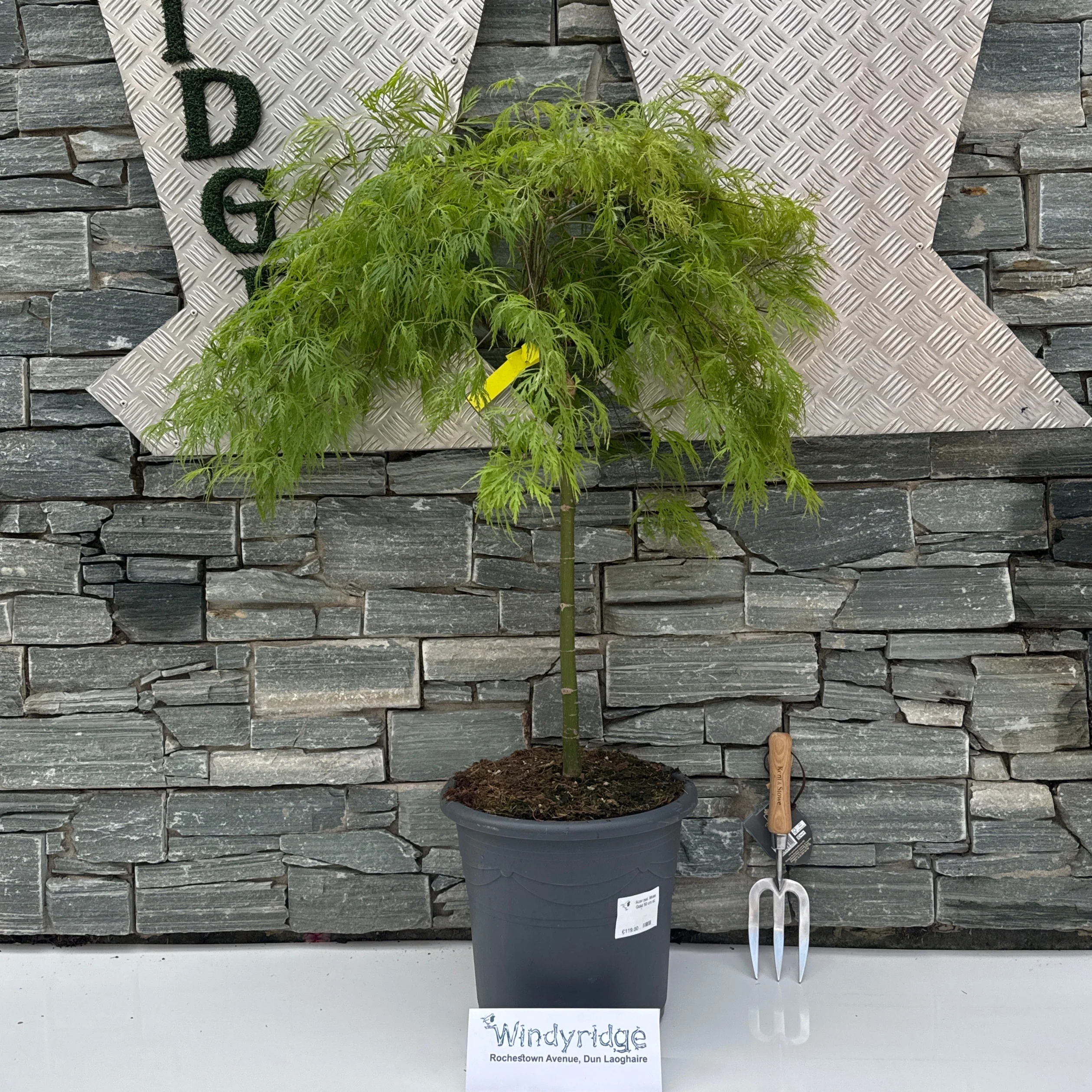 Acer pal. Moss Gold 50 cm st. Deco 15L. - Image 2
