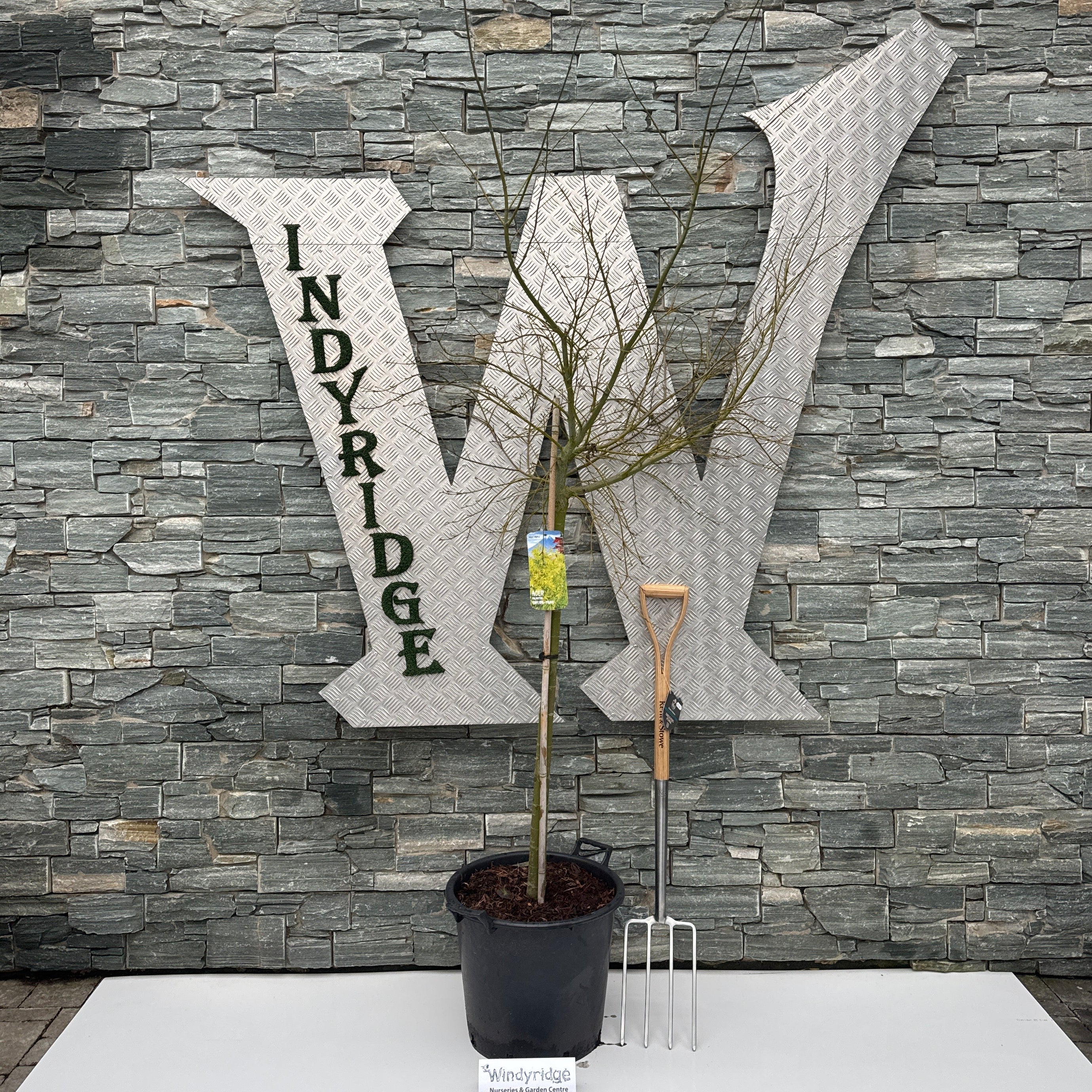 Acer pal. Omura-yama 90 cm st. C 35L