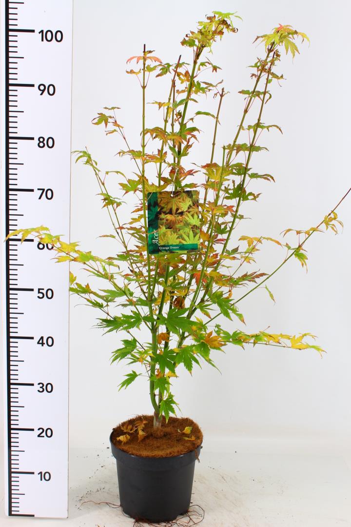 Acer pal. Orange Dream