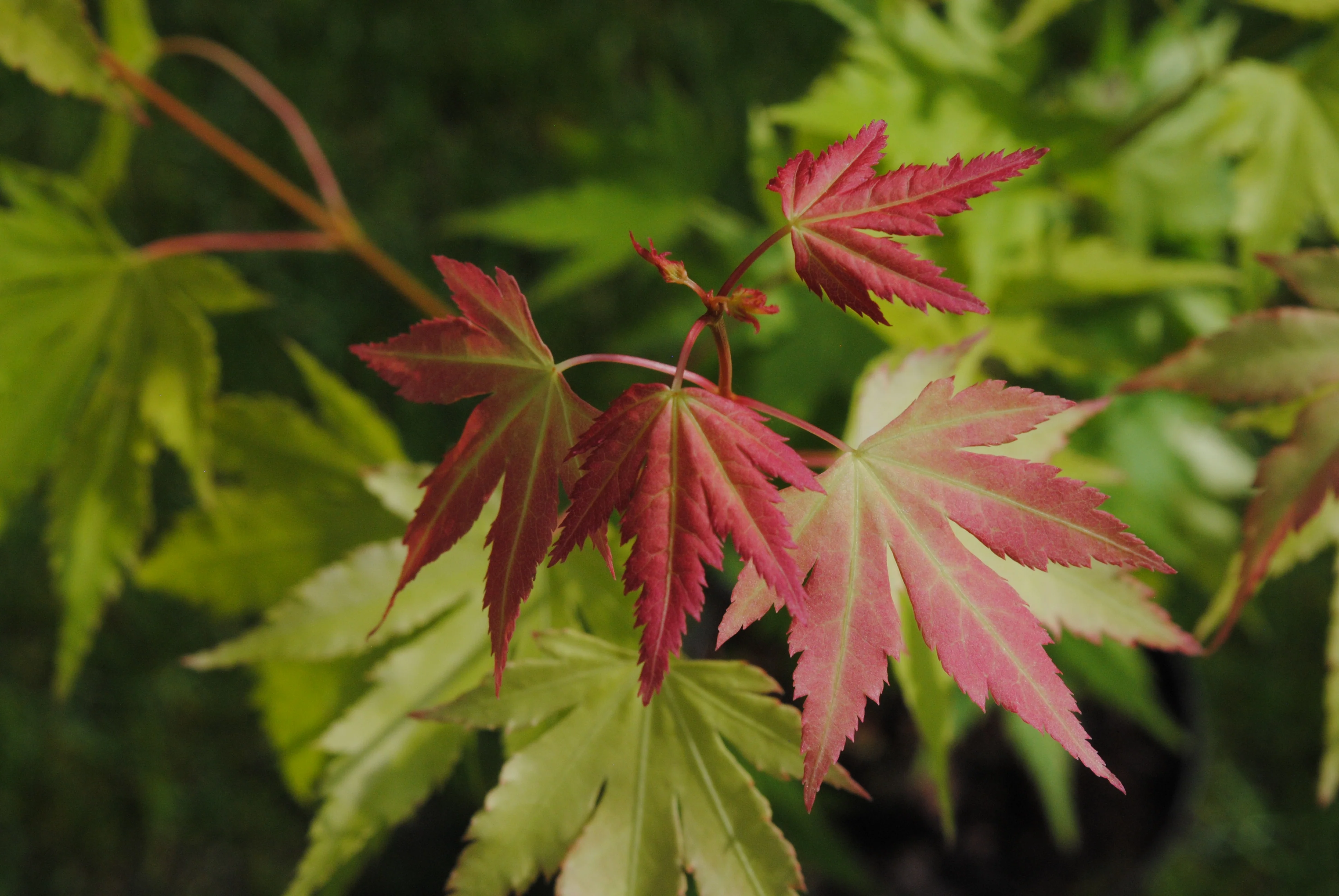 Acer pal. Orange Dream - Image 3