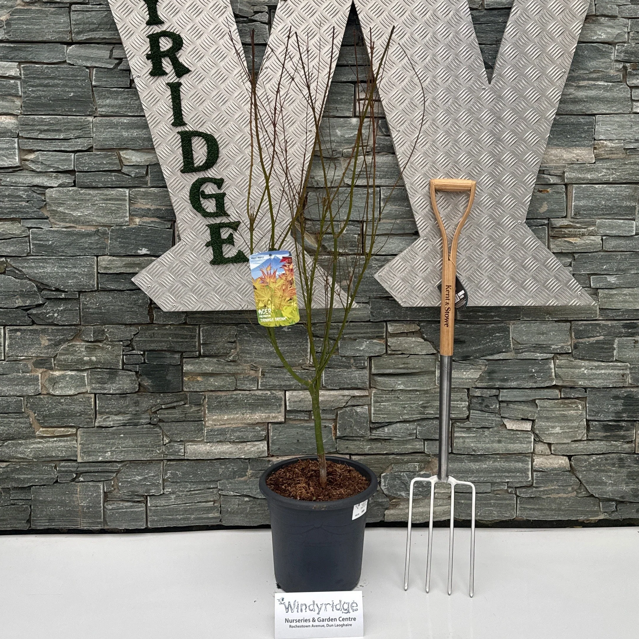 Acer pal. Orange Dream 100-125 cm Deco 15L. bush
