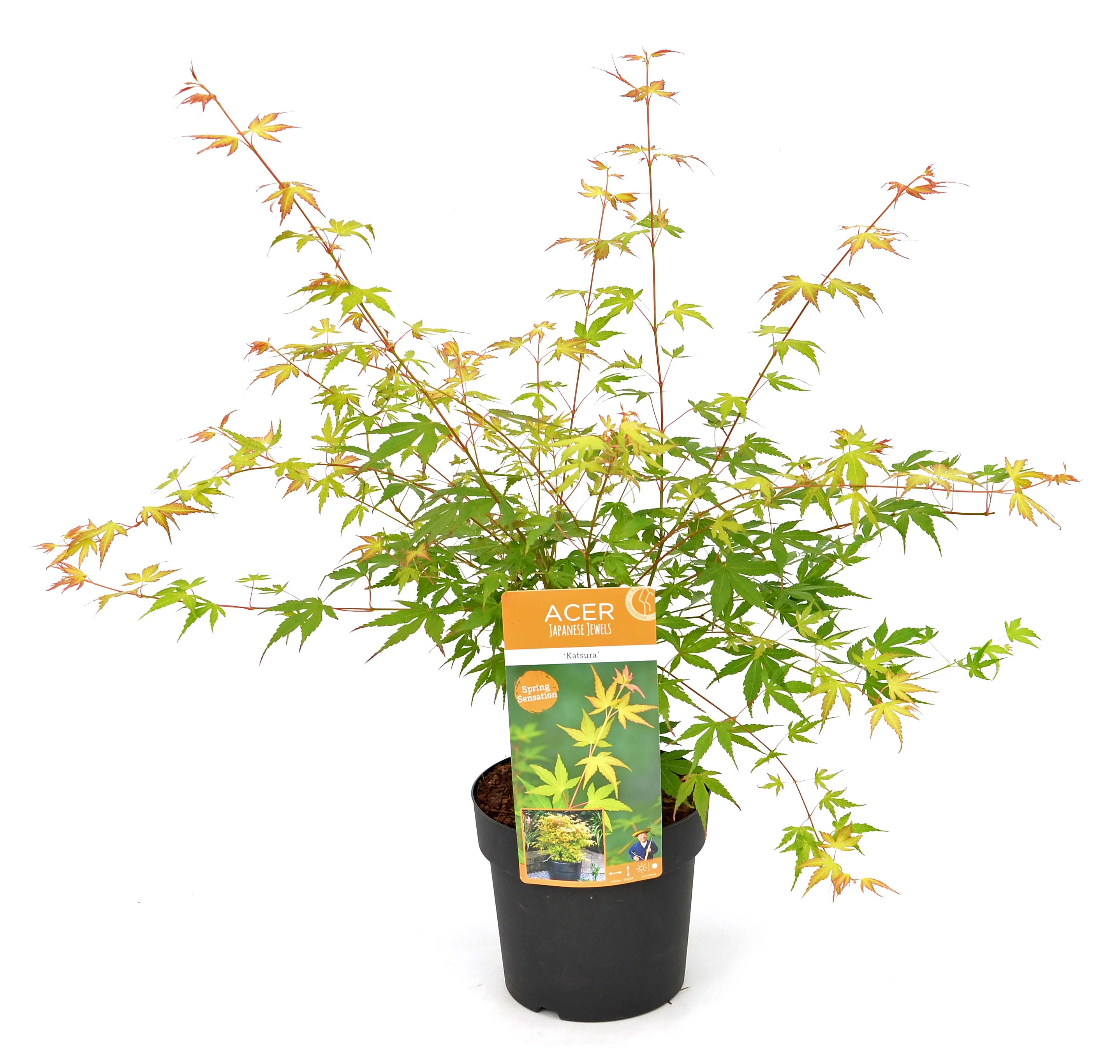 Acer pal. Orange Dream - Image 2