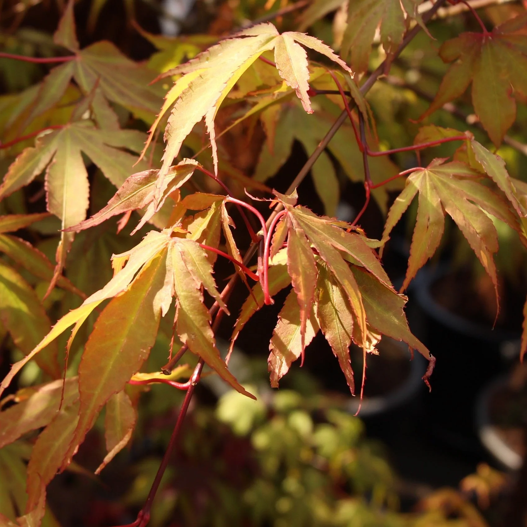 Acer pal Osakazuki - Image 2