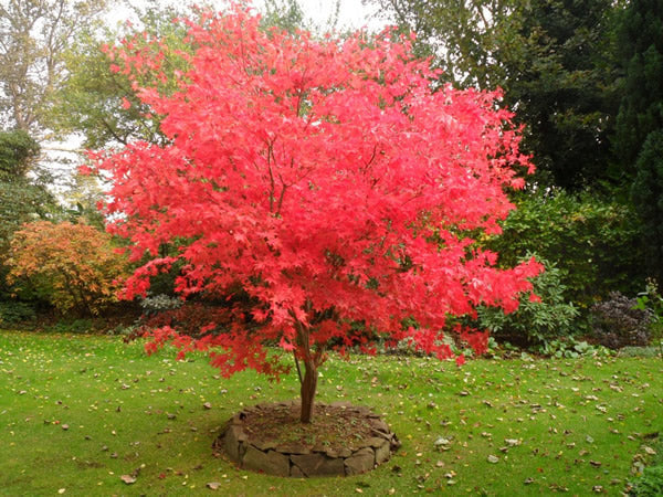 Acer pal. Osakazuki - Image 5