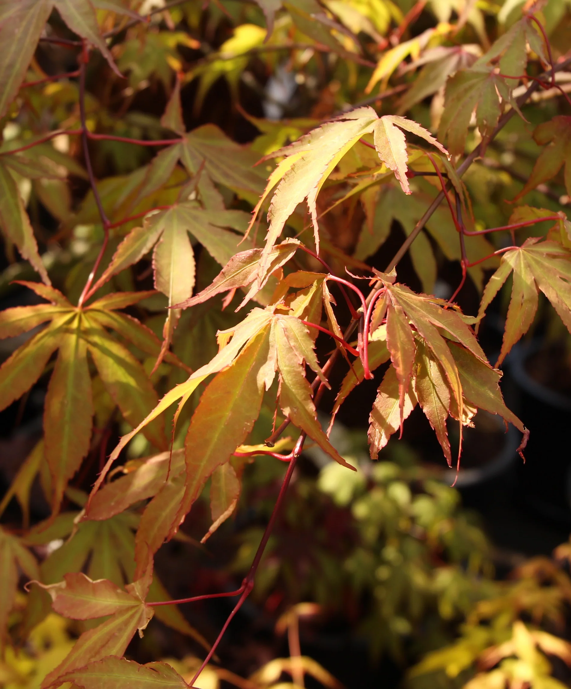 Acer pal. Osakazuki - Image 4