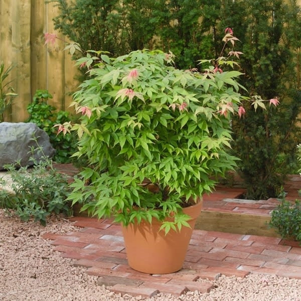 Acer pal. Osakazuki - Image 5