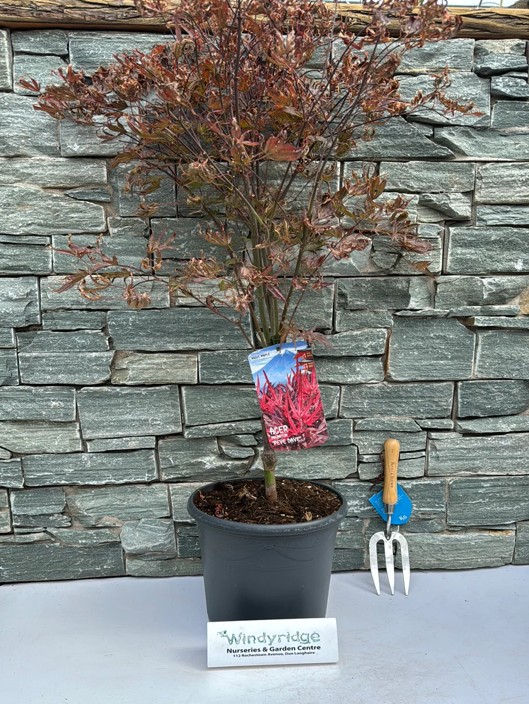 Acer pal. Pevé Dave (60-80 cm 10L) - Image 3
