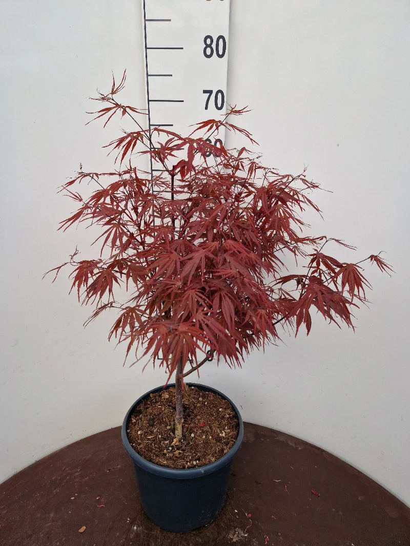 Acer pal. Pevé Dave (60-80 cm 10L) - Image 4