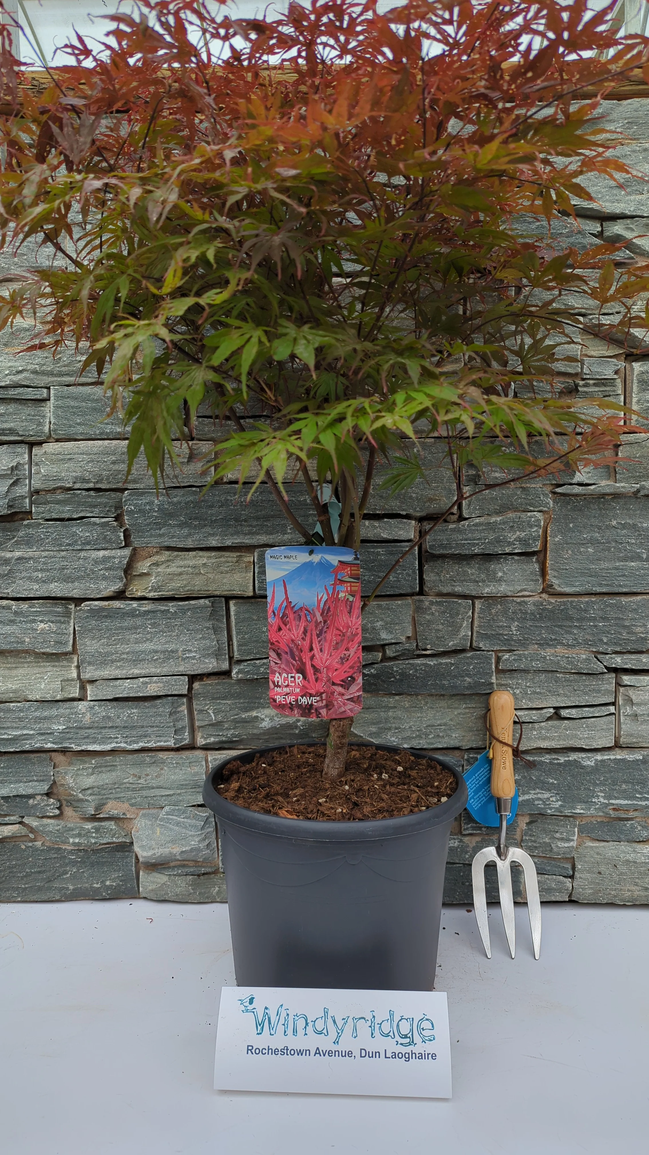 Acer pal. Pevé Dave (60-80 cm 10L) - Image 5