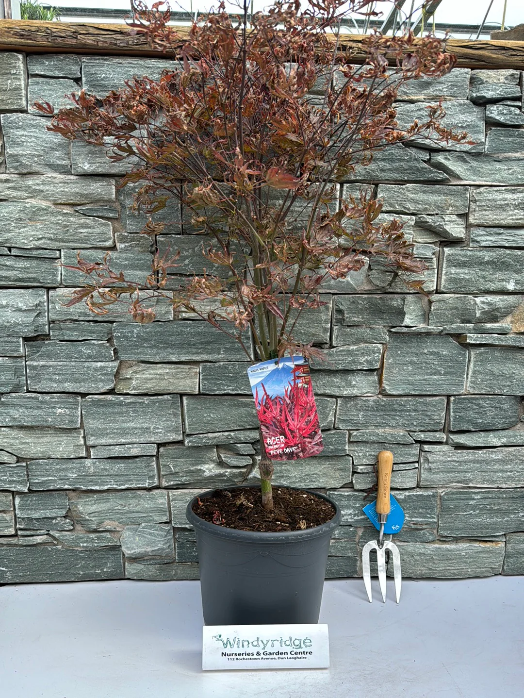 Acer pal. Pevé Dave (60-80 cm 10L) - Image 6