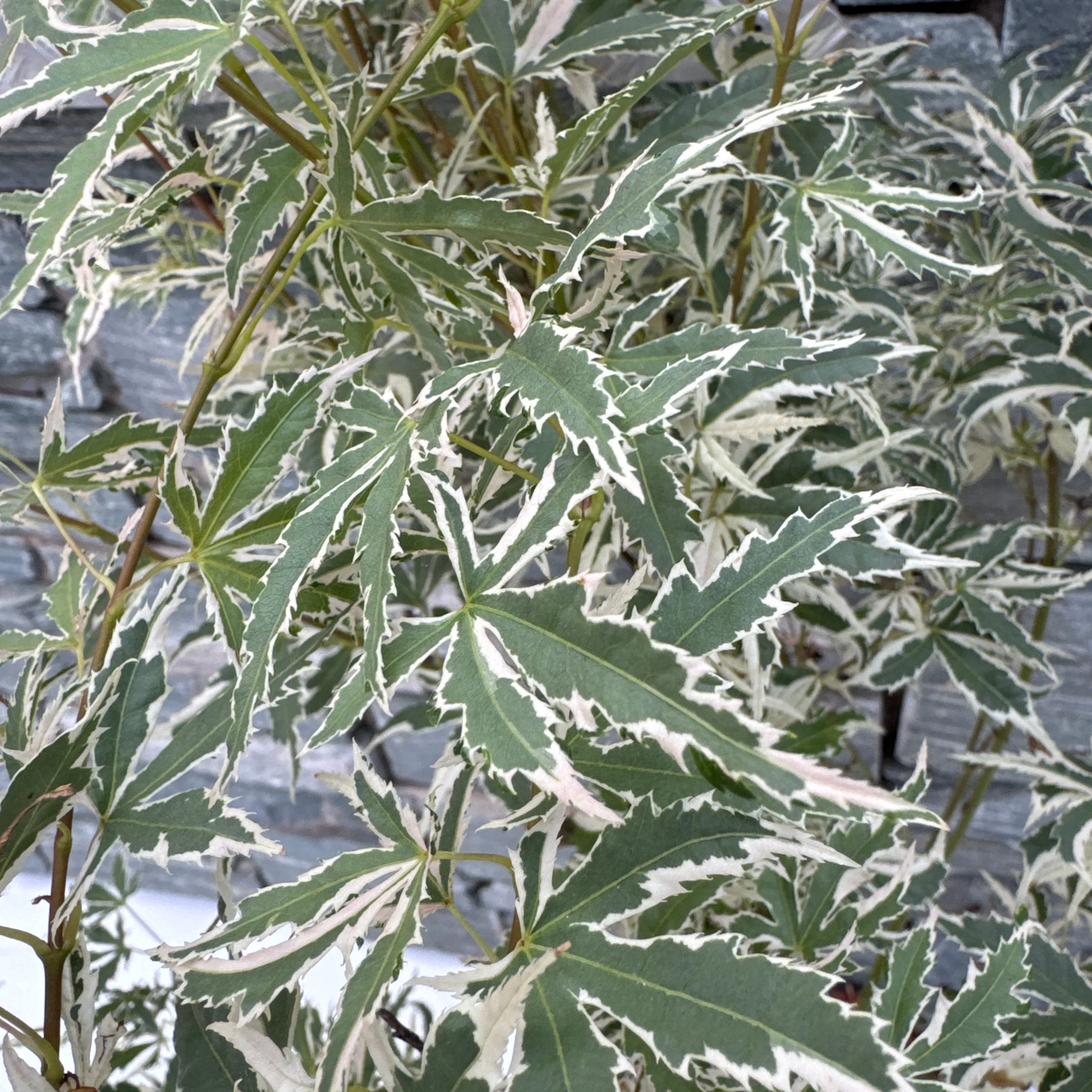 Acer pal. Pixie P23 - Image 2