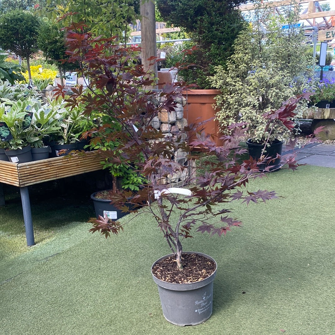 Acer pal. Red Emperor