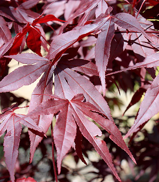 Acer pal. Red Emperor - Image 2