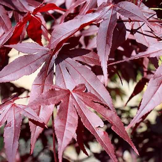 Acer pal. Red Emperor