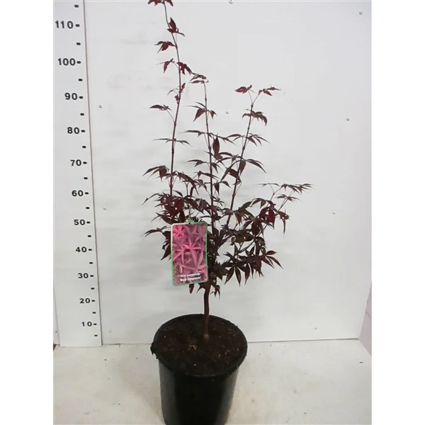 Acer pal. Red Emperor - Image 2